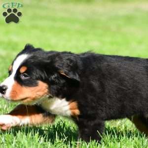 Diesel, Bernese Mountain Dog Puppy