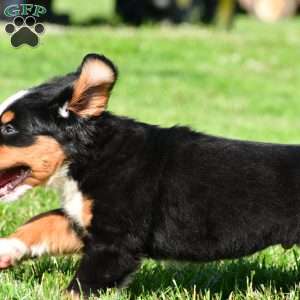 Diesel, Bernese Mountain Dog Puppy