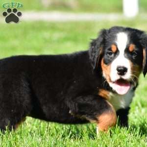 Diesel, Bernese Mountain Dog Puppy