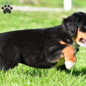 Diesel, Bernese Mountain Dog Puppy