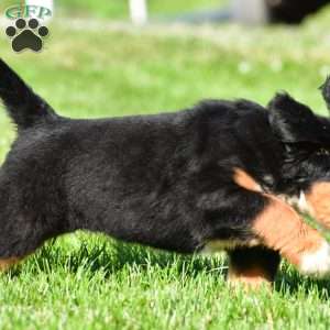 Diesel, Bernese Mountain Dog Puppy