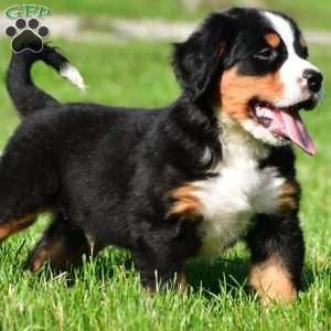 Diesel, Bernese Mountain Dog Puppy