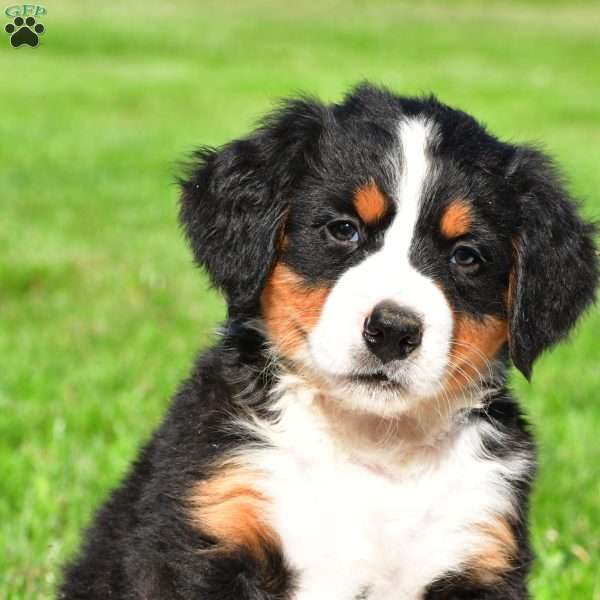 Maverick, Bernese Mountain Dog Puppy