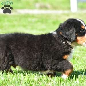 Maverick, Bernese Mountain Dog Puppy