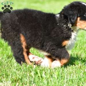 Maverick, Bernese Mountain Dog Puppy