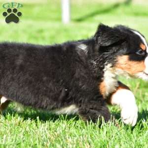 Maverick, Bernese Mountain Dog Puppy
