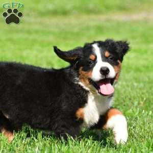 Maverick, Bernese Mountain Dog Puppy