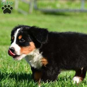 Maverick, Bernese Mountain Dog Puppy