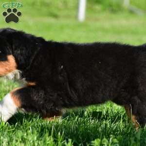 Maverick, Bernese Mountain Dog Puppy