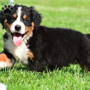 Maverick, Bernese Mountain Dog Puppy