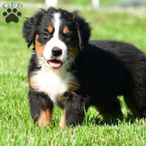 Maverick, Bernese Mountain Dog Puppy