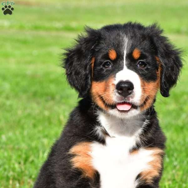 Cassandra, Bernese Mountain Dog Puppy