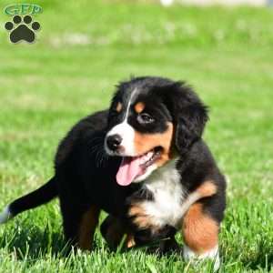 Cassandra, Bernese Mountain Dog Puppy