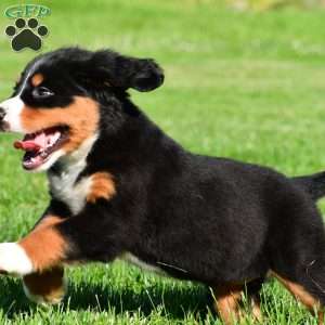 Cassandra, Bernese Mountain Dog Puppy
