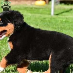 Cassandra, Bernese Mountain Dog Puppy