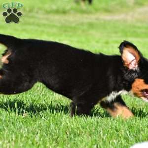Cassandra, Bernese Mountain Dog Puppy