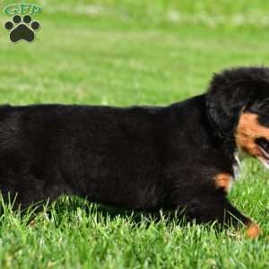Cassandra, Bernese Mountain Dog Puppy