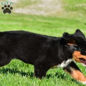 Cassandra, Bernese Mountain Dog Puppy