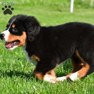 Cassandra, Bernese Mountain Dog Puppy