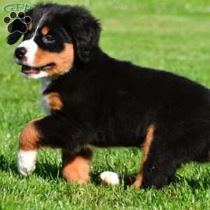 Cassandra, Bernese Mountain Dog Puppy