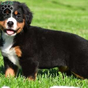 Cassandra, Bernese Mountain Dog Puppy