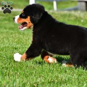 Cassandra, Bernese Mountain Dog Puppy