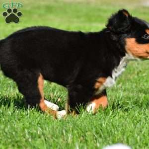 Cassandra, Bernese Mountain Dog Puppy