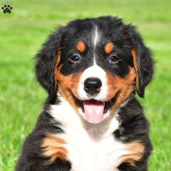 Samantha, Bernese Mountain Dog Puppy