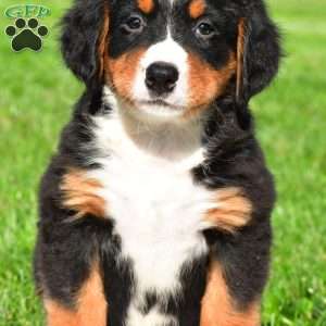 Samantha, Bernese Mountain Dog Puppy