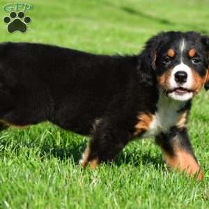 Samantha, Bernese Mountain Dog Puppy