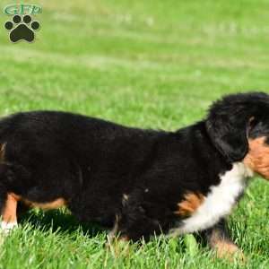 Samantha, Bernese Mountain Dog Puppy