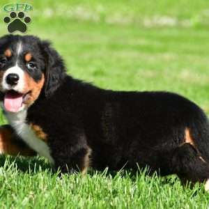 Samantha, Bernese Mountain Dog Puppy