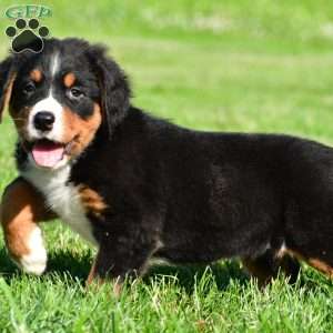 Samantha, Bernese Mountain Dog Puppy