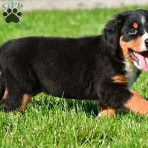 Samantha, Bernese Mountain Dog Puppy