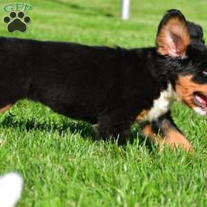 Samantha, Bernese Mountain Dog Puppy