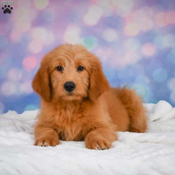 Biscuit, Mini Goldendoodle Puppy