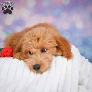 Molly, Mini Goldendoodle Puppy
