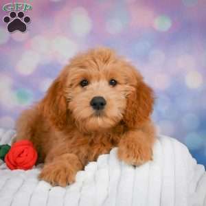 Molly, Mini Goldendoodle Puppy