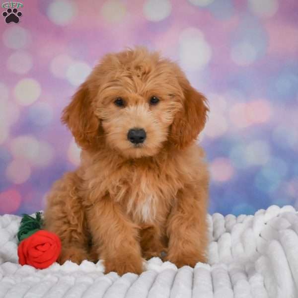 Molly, Mini Goldendoodle Puppy