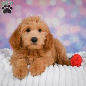 Molly, Mini Goldendoodle Puppy