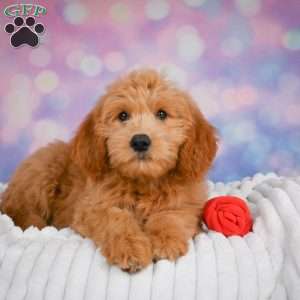 Molly, Mini Goldendoodle Puppy