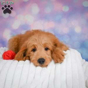 Duke, Mini Goldendoodle Puppy