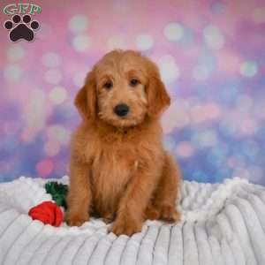 Duke, Mini Goldendoodle Puppy