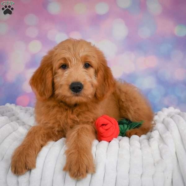 Duke, Mini Goldendoodle Puppy