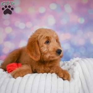 Duke, Mini Goldendoodle Puppy