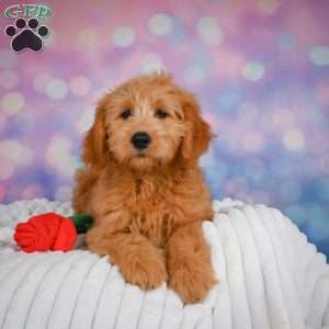 Bella, Mini Goldendoodle Puppy