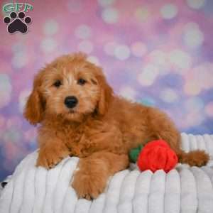 Bella, Mini Goldendoodle Puppy