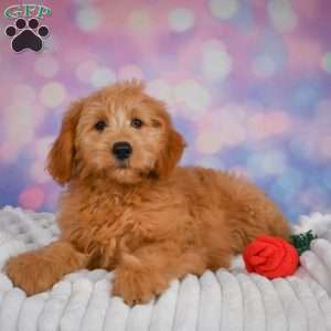 Bella, Mini Goldendoodle Puppy