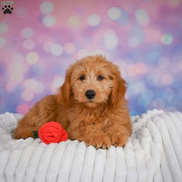 Bella, Mini Goldendoodle Puppy