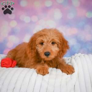 Ollie, Mini Goldendoodle Puppy